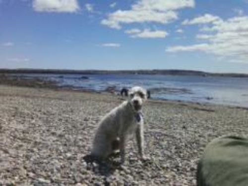 Customer photo review of Dog Silencer® MAX