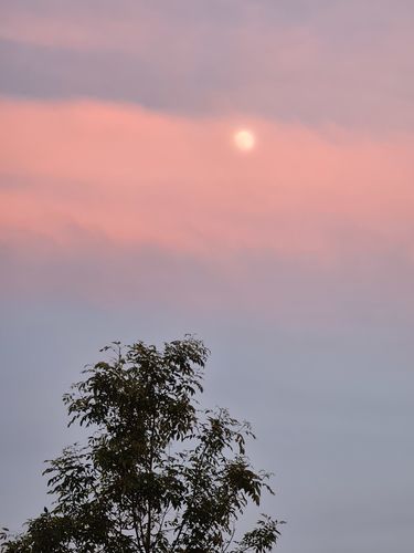 Customer photo review of [GROW] | Ibutamoren (MK-677) 25mg/ml 30ml