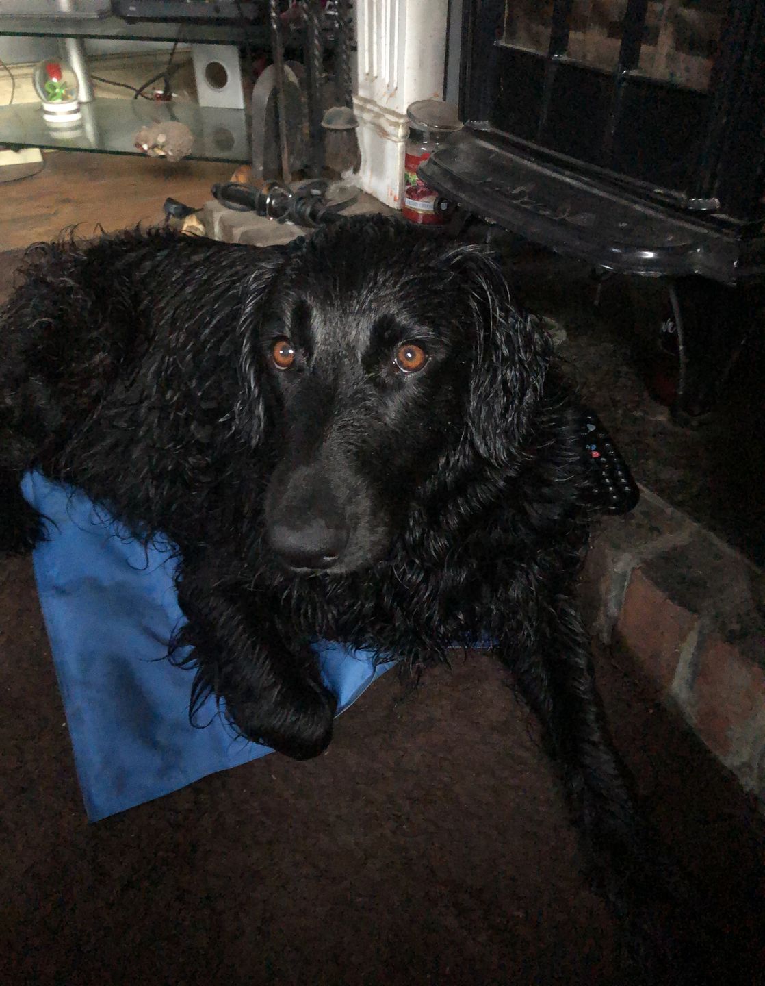 Customer photo review of Dog Skin Rescue Bundle Pack