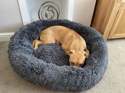 Customer photo review of Calming Bed 2 Piece Bundle