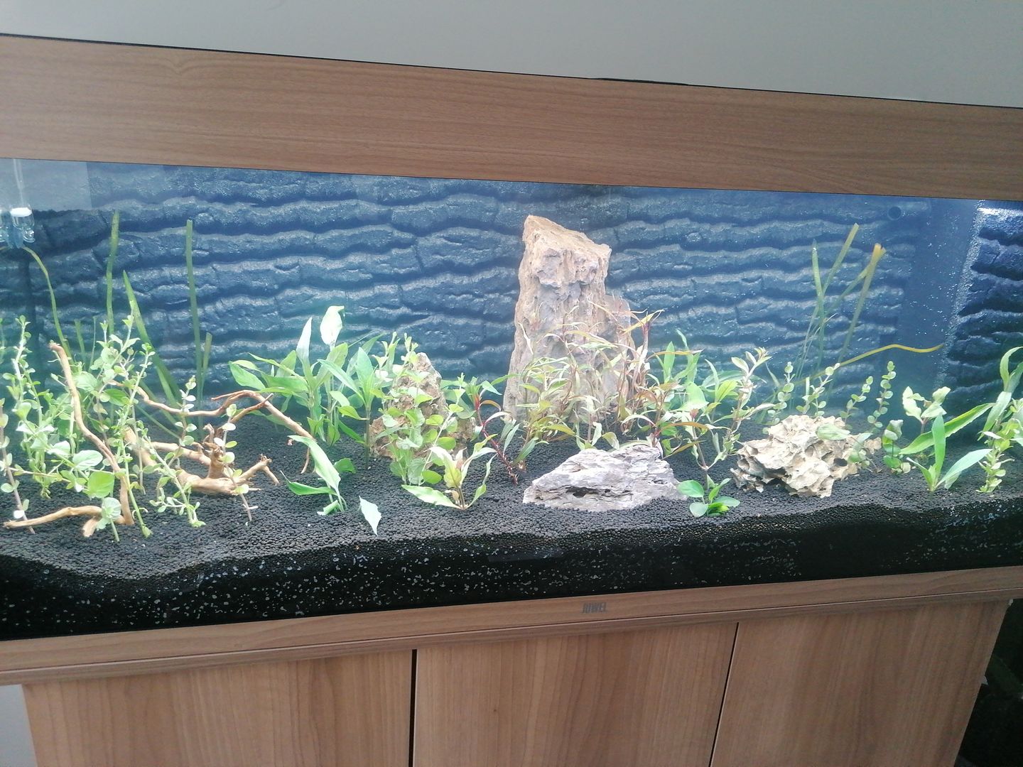 Customer photo review of Aquarium Rio 240 LED Chêne Équipé JUWEL - 240L