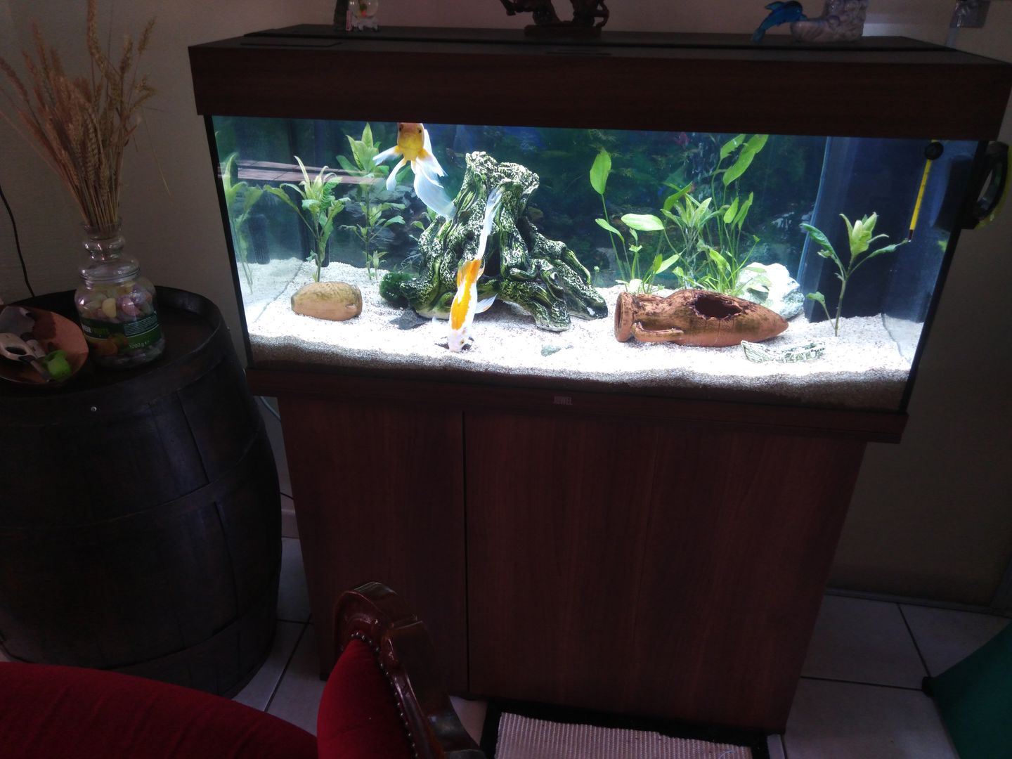 Customer photo review of Aquarium Rio 180 LED Brun Équipé JUWEL - 180L