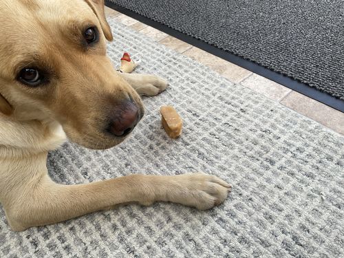 Customer photo review of Everest Dog Yak Chews