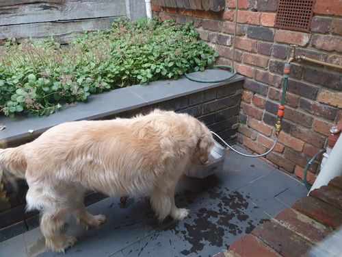 Customer photo review of Pet Rehydration Station