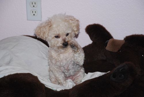 Customer photo review of Create A Custom Dog Pillow