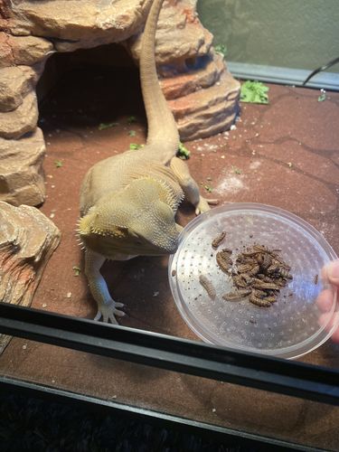 Customer photo review of GrubTerra Fresh Black Soldier Fly Larvae for Reptiles