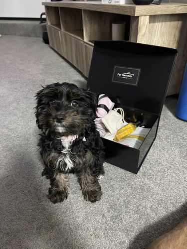 Customer photo review of They call it Puppy love Hamper