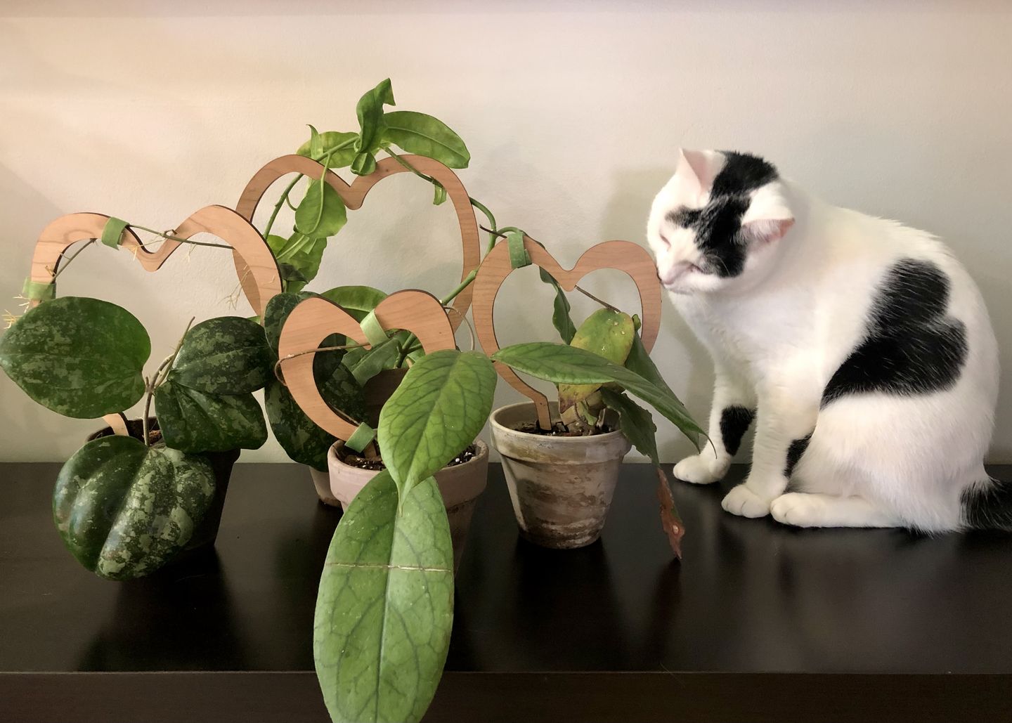 Customer photo review of Trellove - Plant trellis inspired by Hoya Kerrii