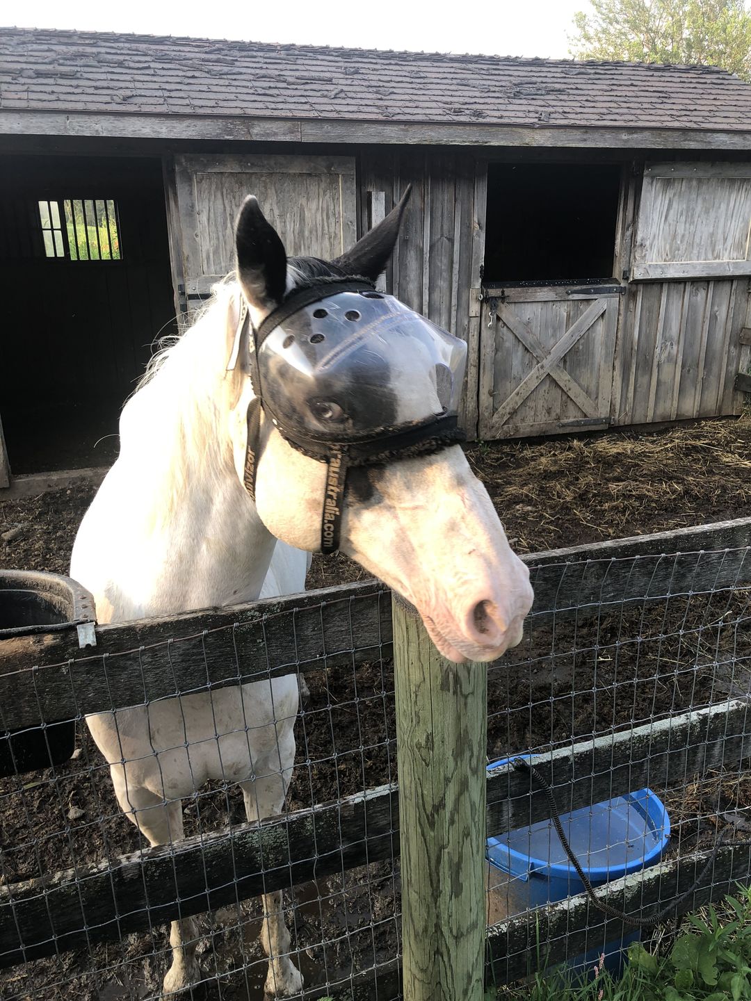 Customer photo review of BUNDLE - Recovery Vizor Clip and Fasteners