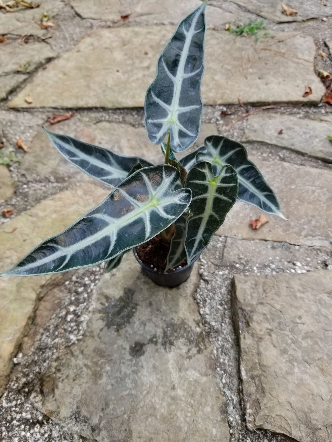 Customer photo review of 4" Alocasia Bambino