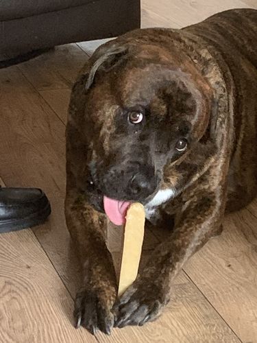 Customer photo review of Everest Dog Yak Chews