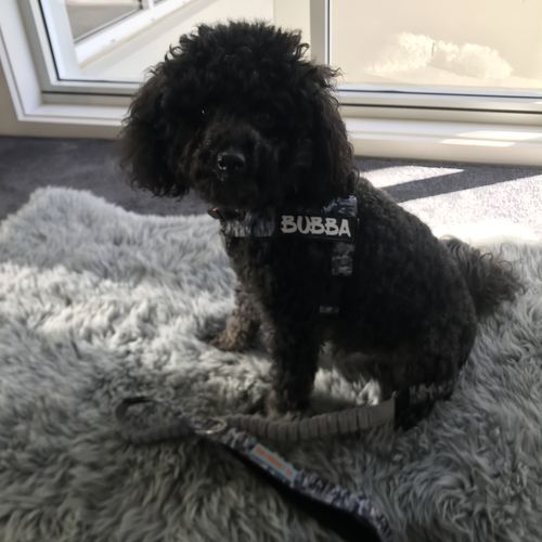 Customer photo review of DF Co. Grey Camo Dog Harness