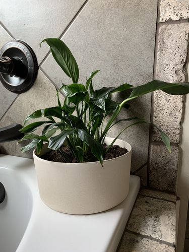 Customer photo review of 9" Bamboo Fibre Wide Planter Pot and Stand