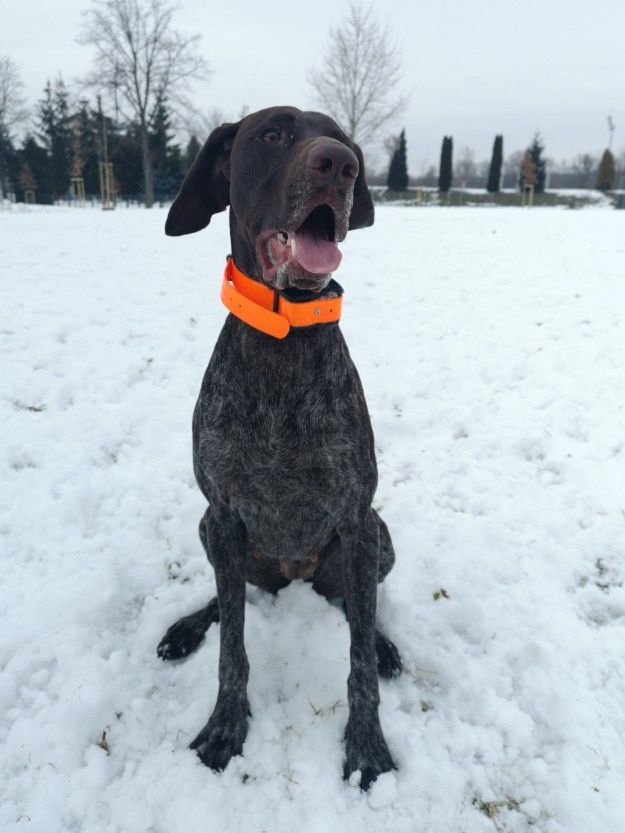 Customer photo review of Collier GPS pour chien de chasse DOGZE®