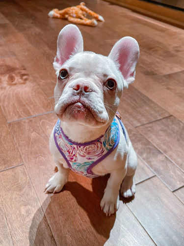 Customer photo review of Purple glitter rose dog harness leash set