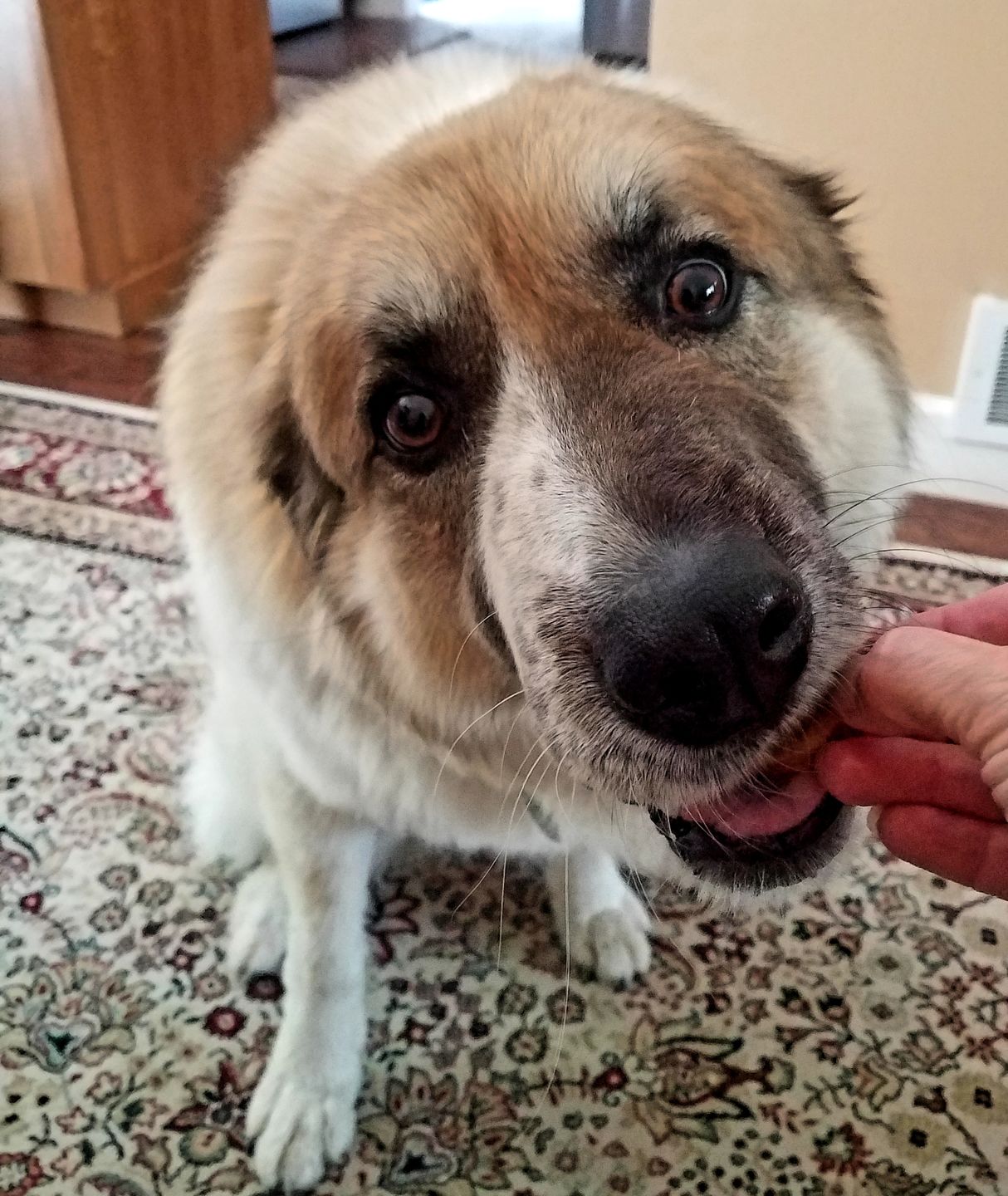 Customer photo review of Dog Treats  Auto renew (Ships every 1 Months)