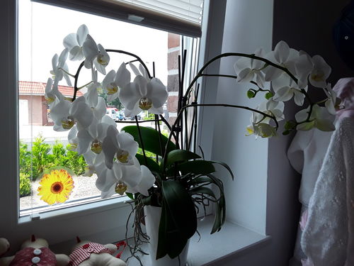 Customer photo review of 3 - 4 rispiges Orchideen 2er Paket + Übertöpfe