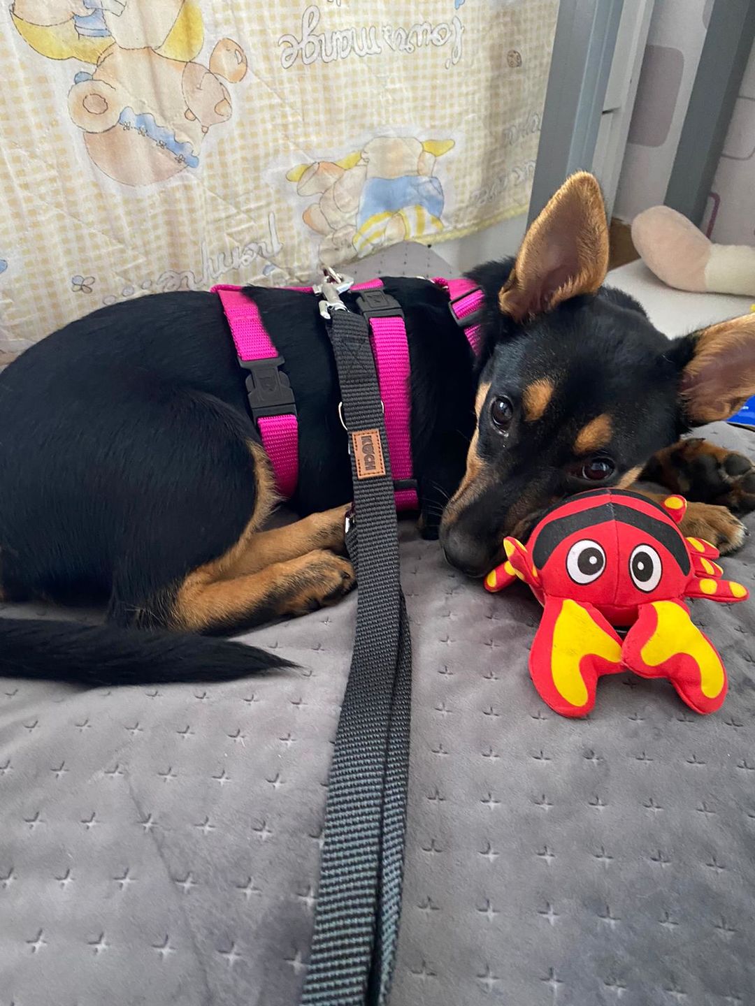 Customer photo review of COMFORT Panikgeschirr