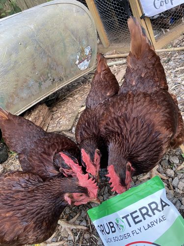 Customer photo review of GrubTerra Dried Larvae