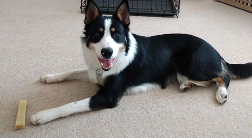 Customer photo review of Everest Dog Yak Chews