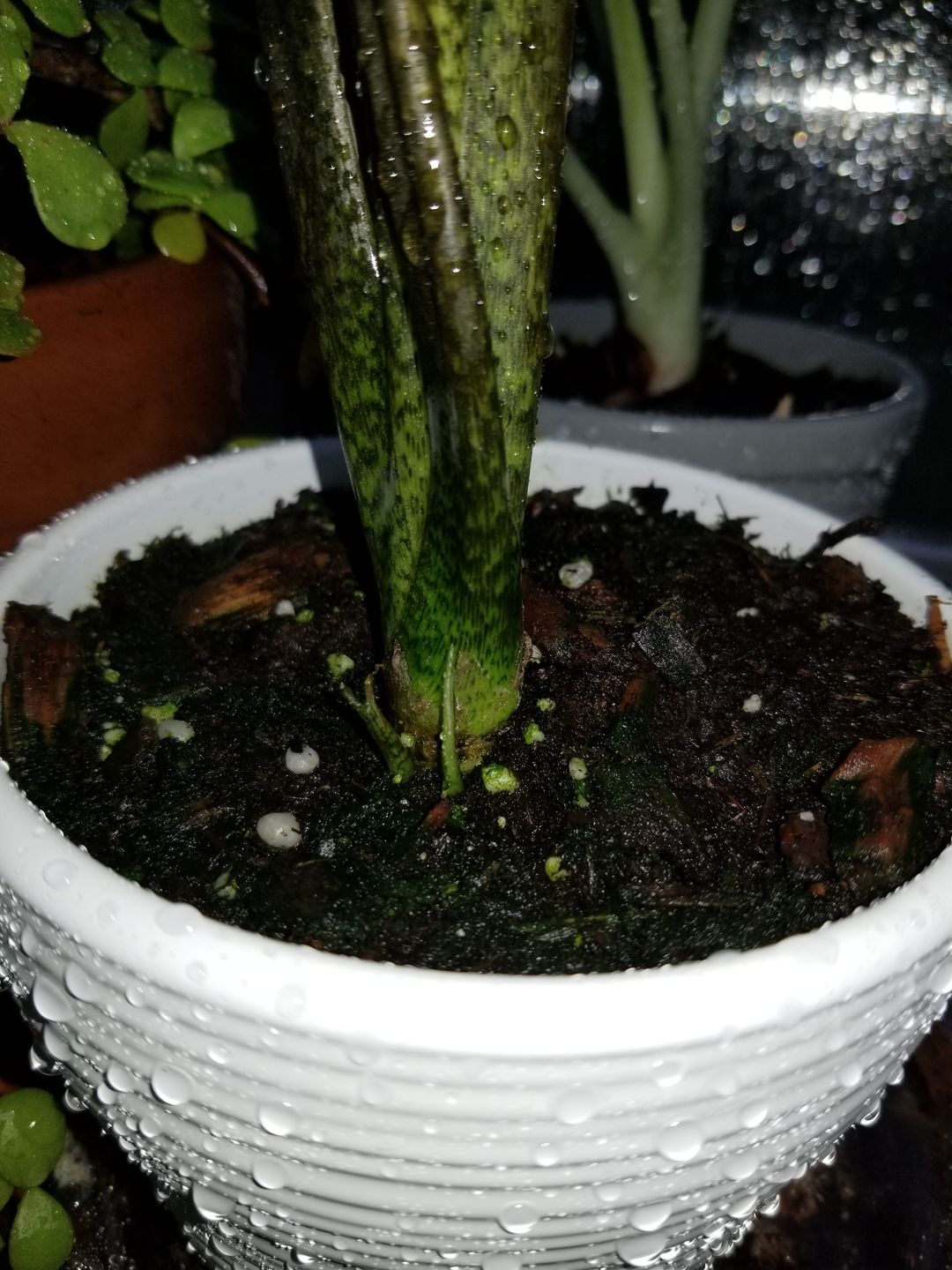 Customer photo review of 4" Alocasia lauterbachiana
