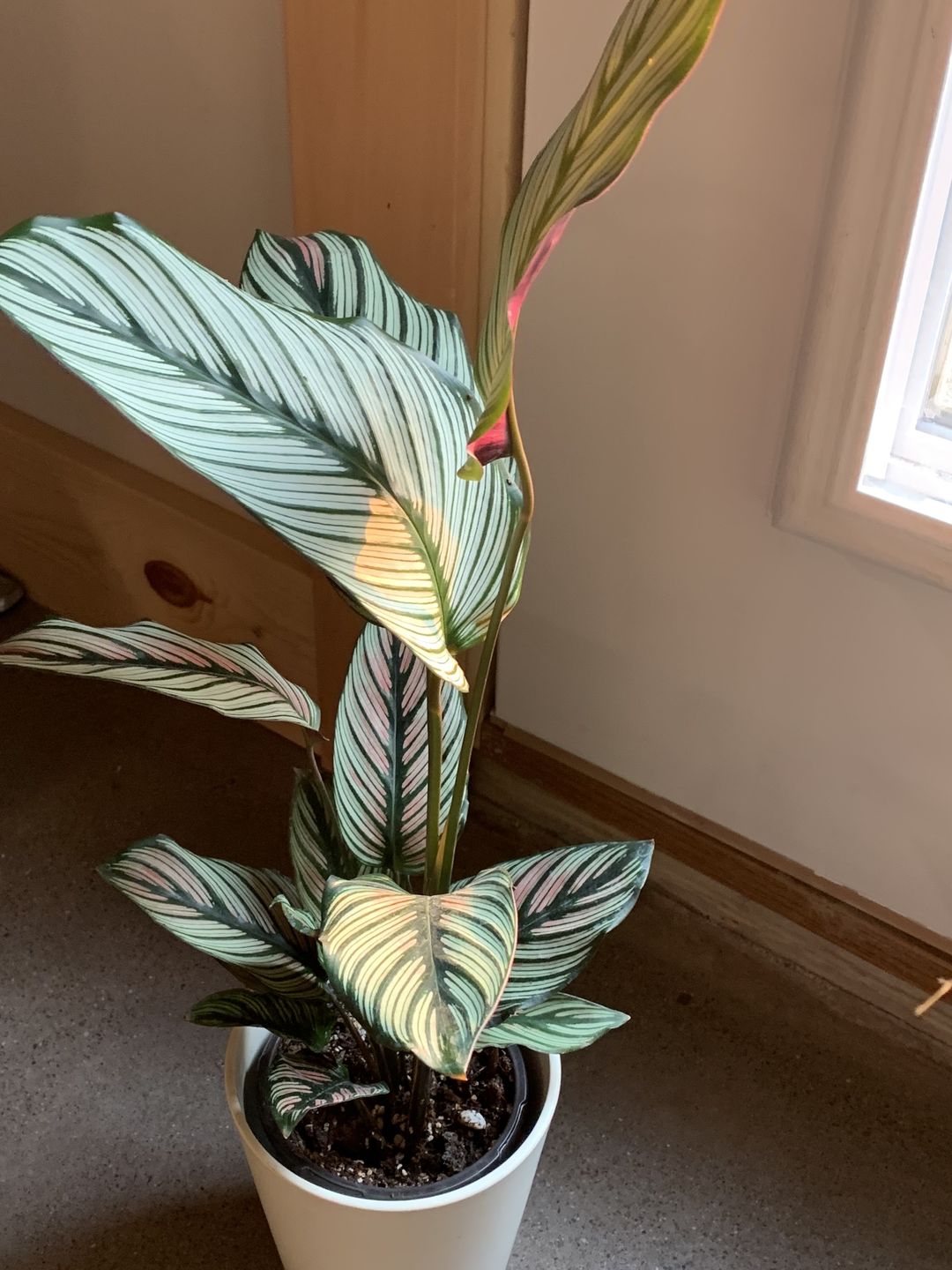 Customer photo review of 4" Calathea majestica 'White Star'