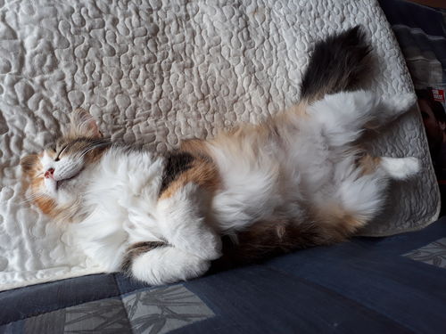 Avis photo d'un client sur Croquettes Chat Stérilisé Sans Céréales - Poulet