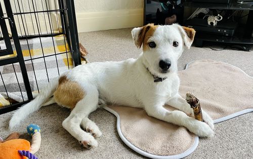 Customer photo review of Pizzle Single