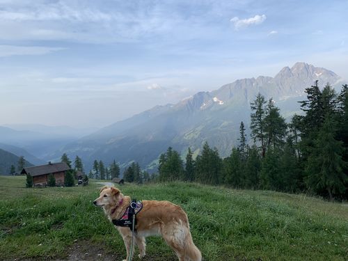 Customer photo review of Pfotenlove - Personalisiertes Anti-Zug Sicherheitsgeschirr – Premium Ausgabe