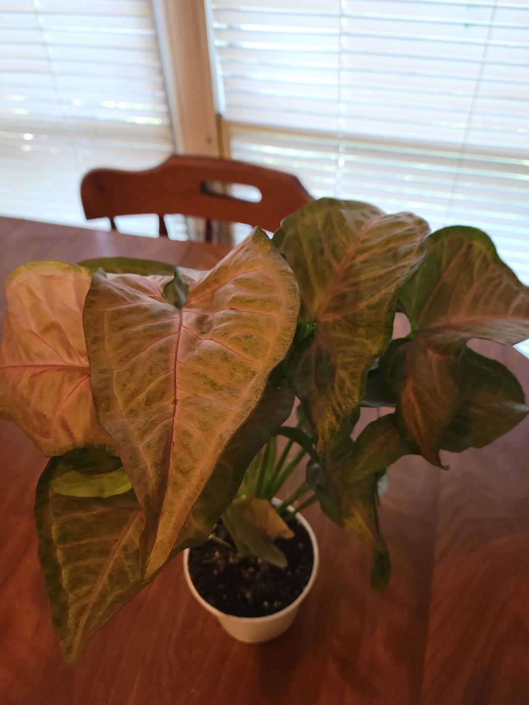 Customer photo review of 4" Syngonium Regina Red