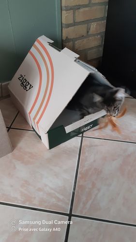 Avis photo d'un client sur Pâtée Chaton Sans Céréales - Boeuf