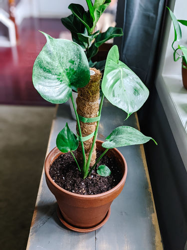 Customer photo review of Molly