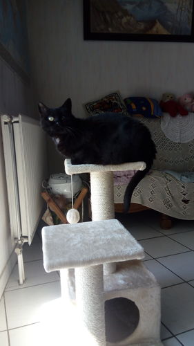 Avis photo d'un client sur Pâtée Chat Stérilisé Sans Céréales - Poulet