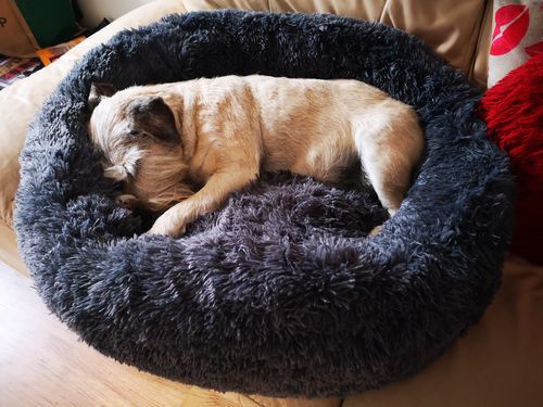 Customer photo review of Pet Calming Bed