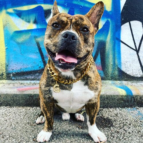 Customer photo review of Cuban Link 20mm Dog Gold Chain Collar