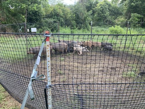 Customer photo review of Pig Brig Trap System