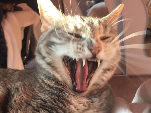 Avis photo d'un client sur Pâtée Chat Stérilisé Sans Céréales - Saumon