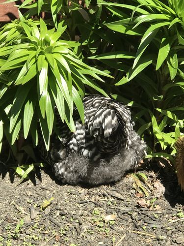 Customer photo review of GrubTerra Dried Larvae