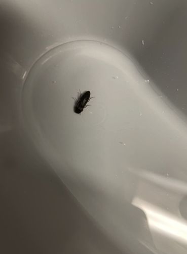 Customer photo review of EarShovel® - The #1 Smartest Ear Wax Removal Tool