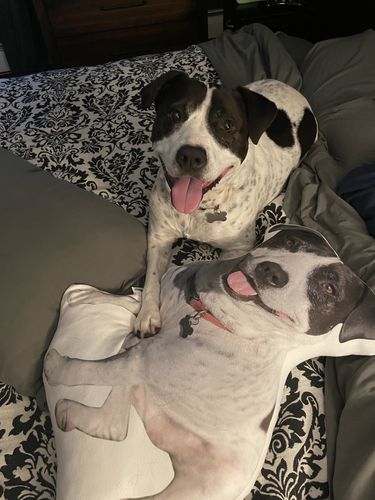 Customer photo review of Create A Custom Dog Pillow