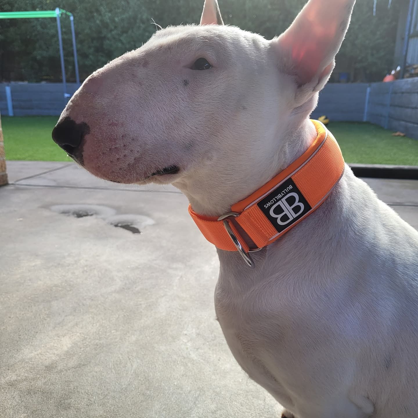 Customer photo review of 5cm RR Collar | Soft Padded & Reflective | Series 2 - Orange