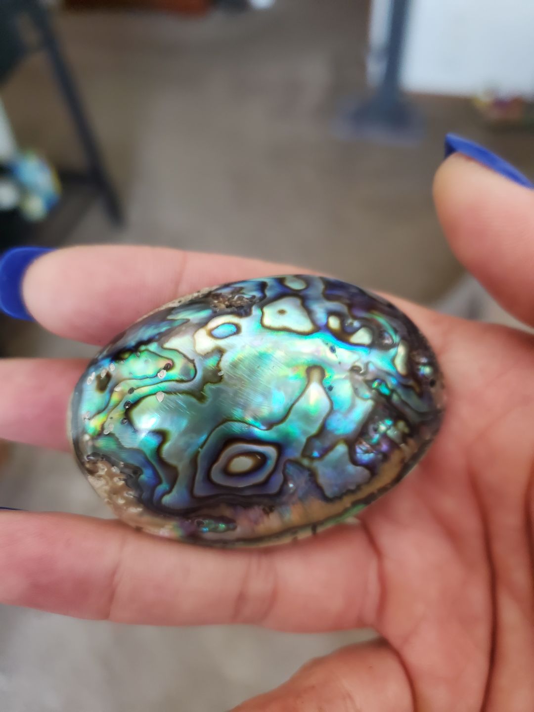 Customer photo review of Ocean Abalone Shell