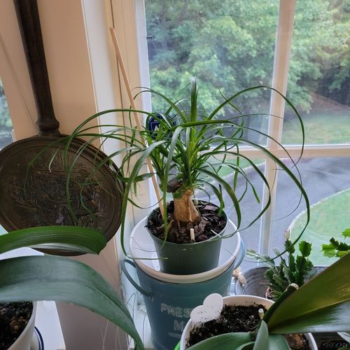 Customer photo review of Rafiki