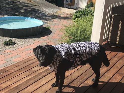 Customer photo review of Cool & Bug Vest - Repeltec for dogs - Available in June