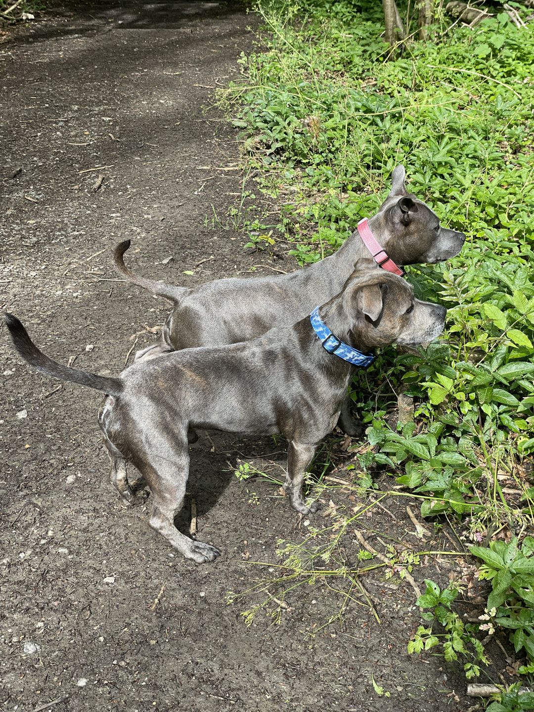 Customer photo review of 2.5cm Combat® Collar | With Handle & Rated Clip - Pink v2.0