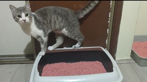 Customer photo review of Furrytail Michu Natural Clumping Tofu Cat Litter 2.5kg/6L