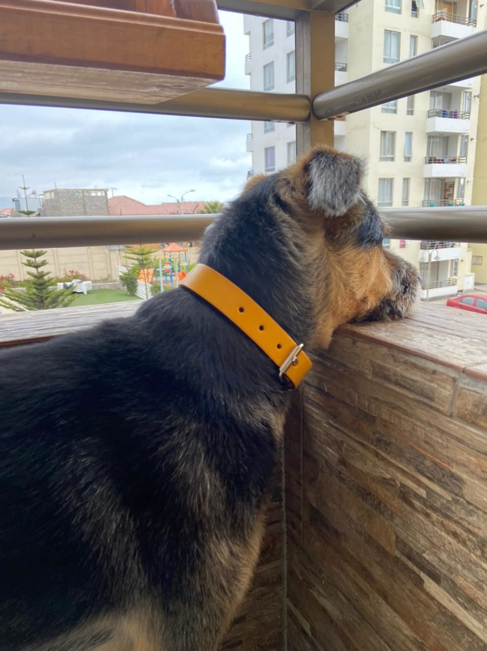 Customer photo review of Collar Duke Amarillo/Jeans
