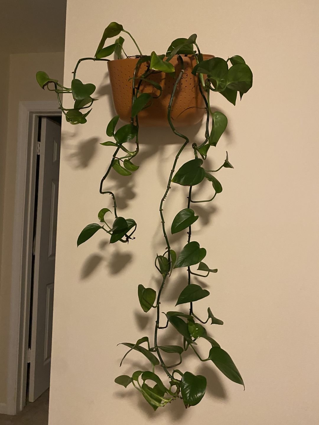 Customer photo review of Eco Terracotta Wall Planter