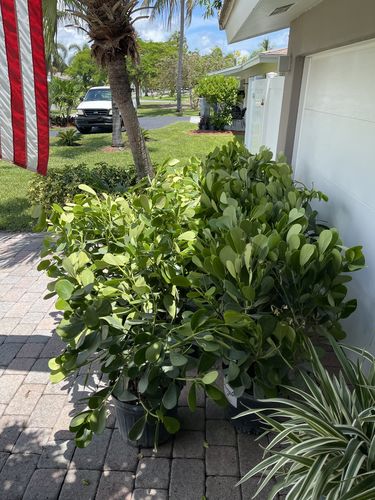 Customer photo review of Clusia