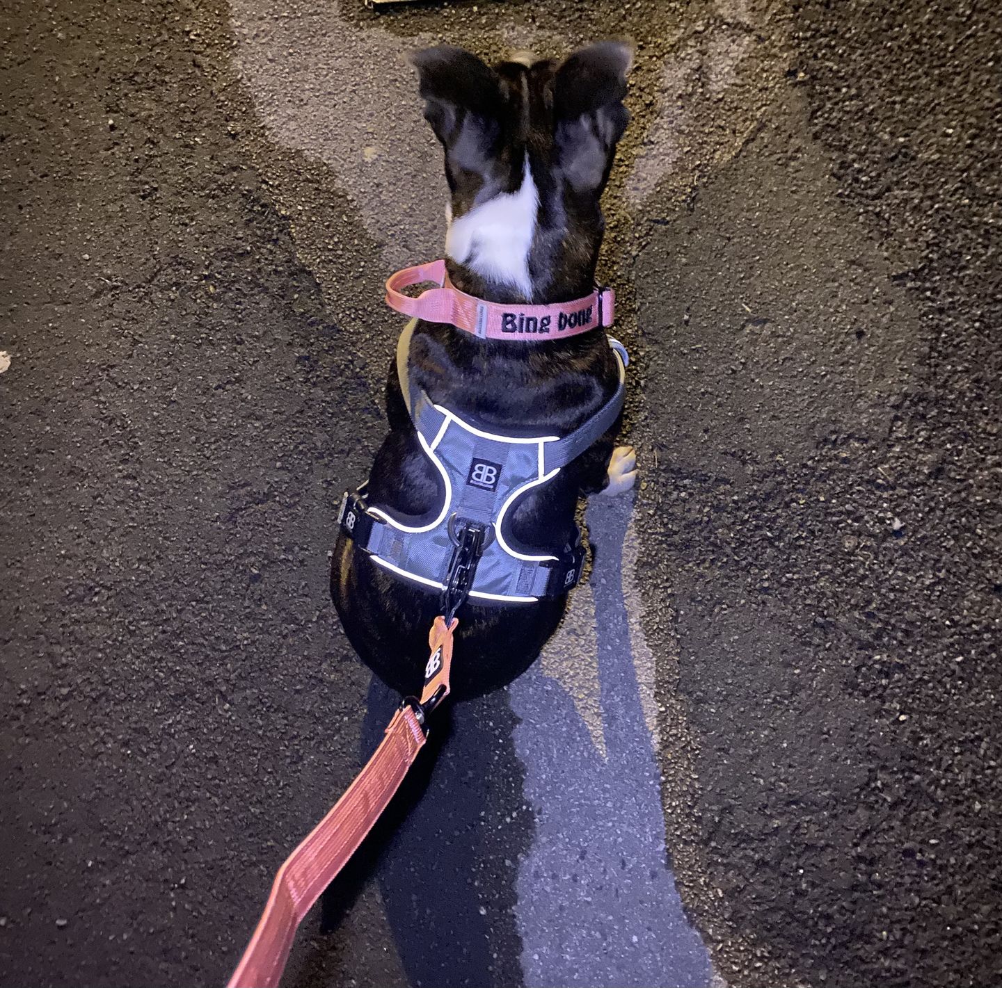 Customer photo review of 2.5cm Combat® Collar | With Handle & Rated Clip - Pink v2.0